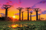 Madagascar baobab trees